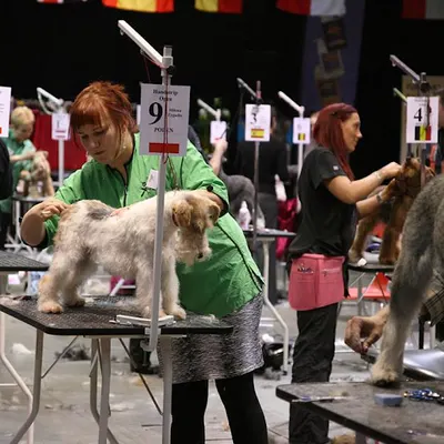 Salon Pielęgnacji Psów - Akademia Groomingu